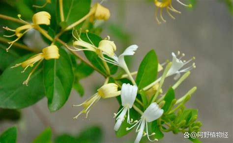 金銀花種植方法|金銀花的種植技術及注意事項